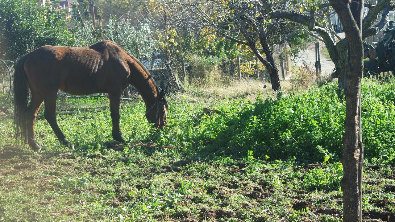 בית הארחה SantʼEufemia Lamezia 	Agriturismo Masseria I Risi מראה חיצוני תמונה